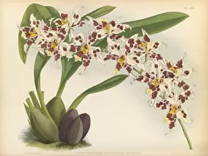Flowering Collection: Oncidium alexandra (Princess Alexandras oncidium), 1882-1897