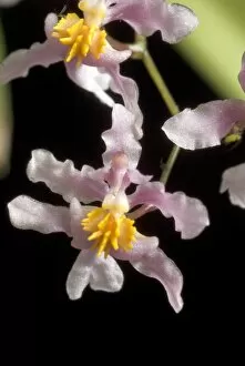 Orchidaceae Collection: Oncidium ornithorhynchum