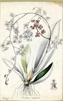 Oncidium sanguineum, 1838