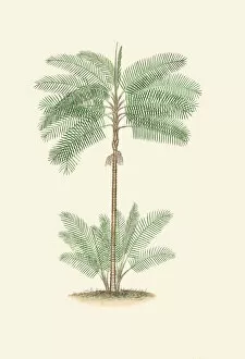 Tropical Gallery: Oncosperma horridum, 1850