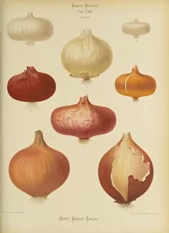 Botanical Gallery: Onion, Allium cepa