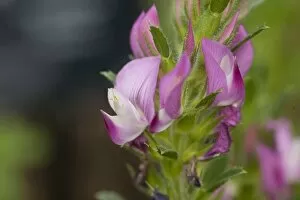 Flowers Gallery: Ononis repens