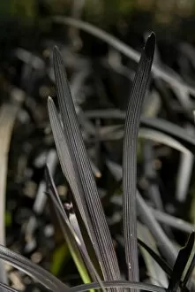 Ophiopogon planiscapus (lilyturf)