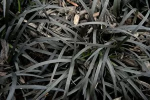 Asparagaceae Gallery: Ophiopogon planiscapus (lilyturf)