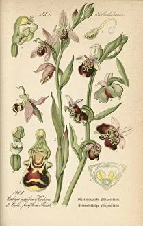 Flowerhead Gallery: Ophrys apifera (Bee orchid), 1886