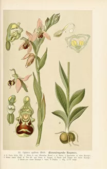Botanical Gallery: Ophrys apifera (Bee orchid), 1894