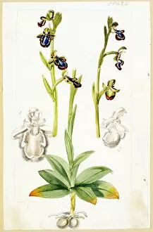 Botanical Art Gallery: Ophrys speculum, 1870