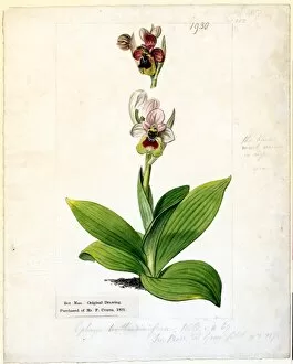 Mediterranean Gallery: Ophrys tenthredinifera (Saw-fly Ophrys, Bee Orchid), 1930
