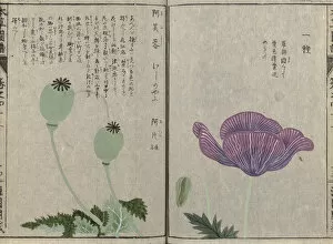 Iwasaki Tsunemasa Collection: Opium poppy (Papaver somniferum), woodblock print and manuscript on paper, 1828