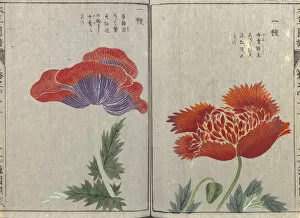 The Honzo Zufu Collection Gallery: Opium poppy (Papaver somniferum), woodblock print and manuscript on paper, 1828