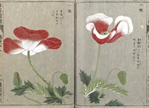 The Honzo Zufu Collection Gallery: Opium poppy (Papaver somniferum), woodblock print and manuscript on paper, 1828