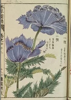 The Honzo Zufu Collection Gallery: Opium poppy, (Papaver somniferum), woodblock print and manuscript on paper, 1828