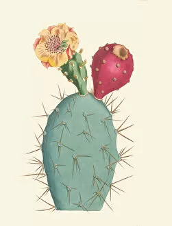 Images Dated 6th January 2022: Opuntia tuna, 1848