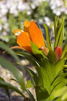 orange alpine flower from collection