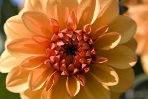 Flowers Gallery: Orange Dahlia blooming in Kews Colour Spectrum display