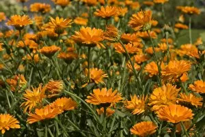 Flowers Gallery: orange marigolds