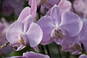Orchid hybrid