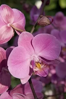 Orchid hybrid