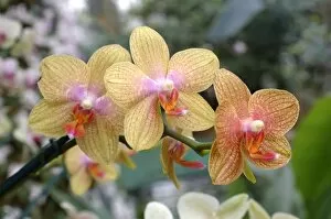 Ornamental Gallery: orchid hybrid