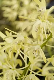 ORCHIDACEAE. Dendrobium speciosum