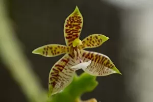 Phalaenopsis Collection: Orchidaceae, PHALAENOPSIS, brown, cervi, cornu, flower, orchid, plant portrait, spotted