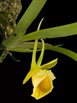 Yunan China 003984lt Collection: ORCHIDACEAE, Plectrophora cultrifolia