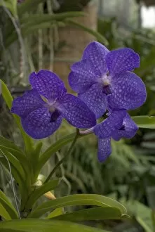 Blue Flower Collection: ORCHIDACEAE, Vanda, sansai