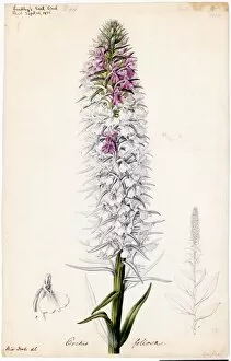 Botanical Art Gallery: Orchis foliosa, 1838