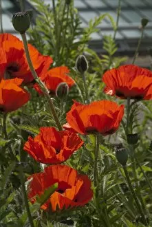 Flowers Collection: Oriental poppies
