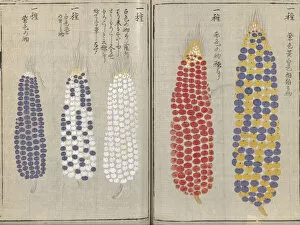 Images Dated 30th March 2015: Ornamental corn-on-the-cob (Zea mays), woodblock print and manuscript on paper, 1828