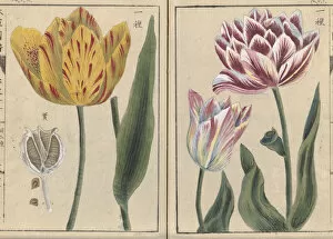 19th Century Collection: Ornamental tulips (Tulipa), woodblock print and manuscript on paper, 1828