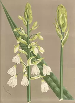 Asparagaceae Gallery: Ornithogalum candicans, 1845-1883