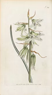 Green Flower Gallery: Ornithogalum nutans, 1794