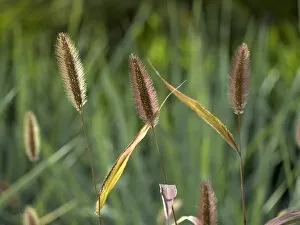 Foliage Gallery: ornmental grasses