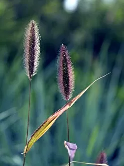 Foliage Gallery: ornmental grasses