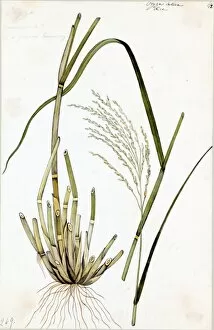 Water Colour Gallery: Oryza sativa, L. (Rice)