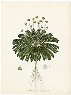 Botanical Art Gallery: Oxalis sensitiva, Willd