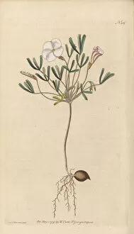 Late 18th Century Gallery: Oxalis versicolor, 1791