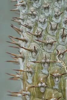 Succulent Collection: Pachypodium lamerei