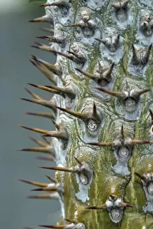 Trunk Collection: Pachypodium lamerei