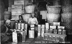 Archival Gallery: Packing tea in India