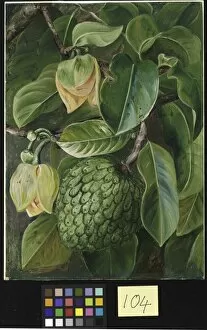 Images Dated 26th July 2010: Painting 104, Foliage, Flowers and Fruit of the Soursop, Brazil