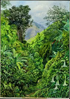 Painting Gallery: Painting 132, Valley behind the Artist ss house at Gordontown, Jamaca