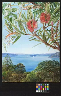 Marianne North Gallery: Painting 749