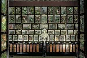 Display Gallery: paintings inside the Marianne North Gallery
