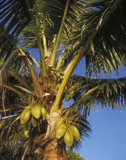 Palm Cocos nucifera