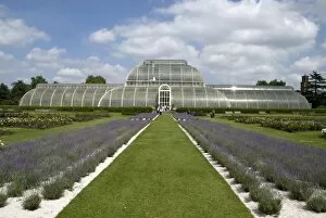Lavender Planting Gallery: Palm house