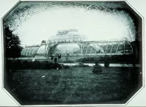 History Gallery: Palm House - final stages of construction