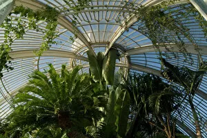Images Dated 25th September 2009: Palm House interior