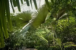 Glasshouses Gallery: Palm House Interior